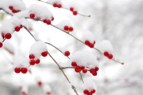 小雪